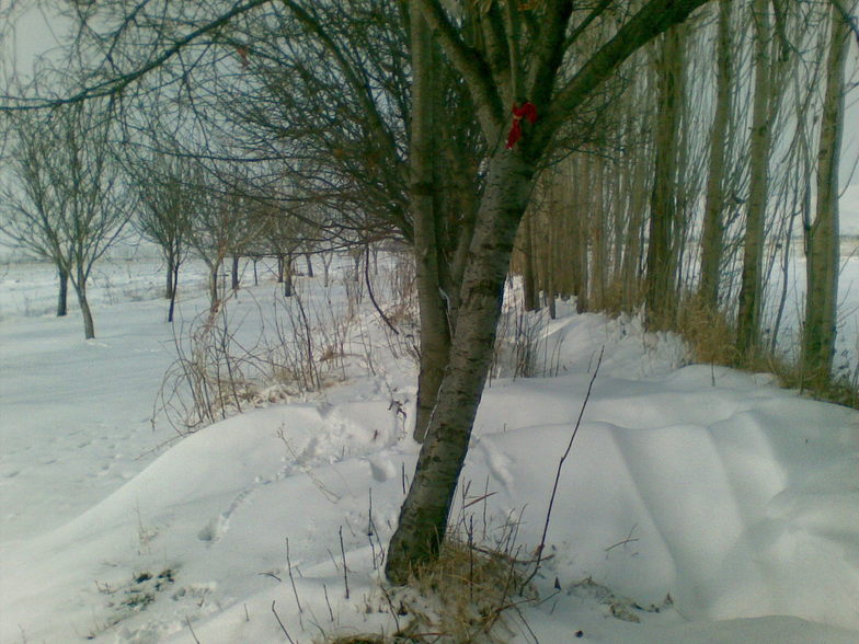 Tree and wind and its efects over snow! /West of Iran   /Asadabad/  Musiabad vilg., Tochal