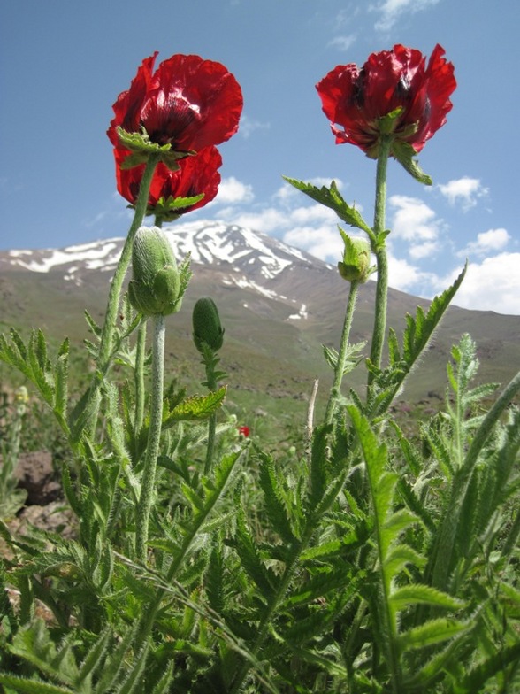 Mount Damavand-2010 6 17