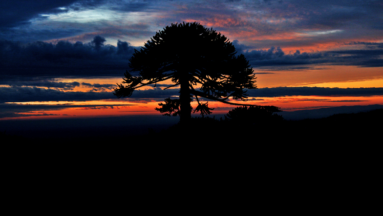 sunset, Las Araucarias