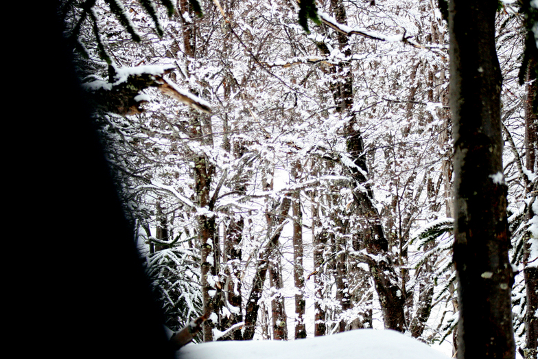 forest, Las Araucarias