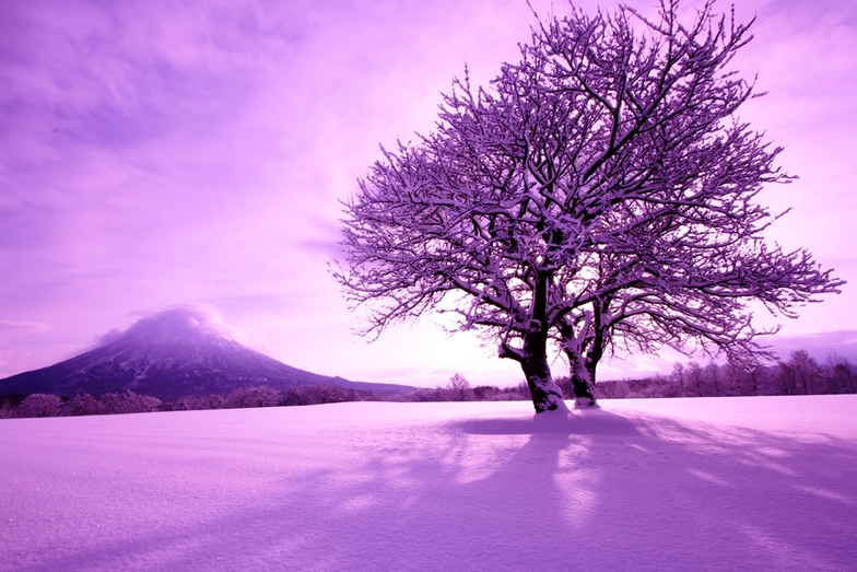 Winter Yotei with Sakura, Niseko Grand Hirafu