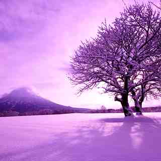 Winter Yotei with Sakura, Niseko Grand Hirafu