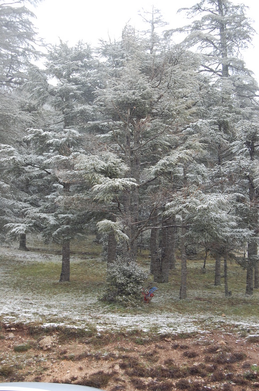 IFRANE, Michlifen