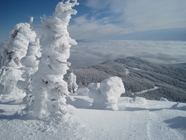 Snow does grow on trees, Baldy Mountain Resort