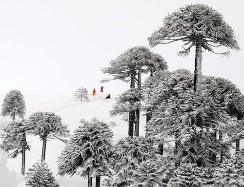 Las Araucarias  Οδηγός Χιονοδρομικού Κέντρου