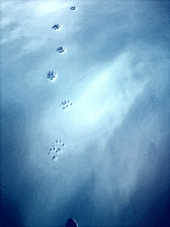 Footprints in the snow, Auron