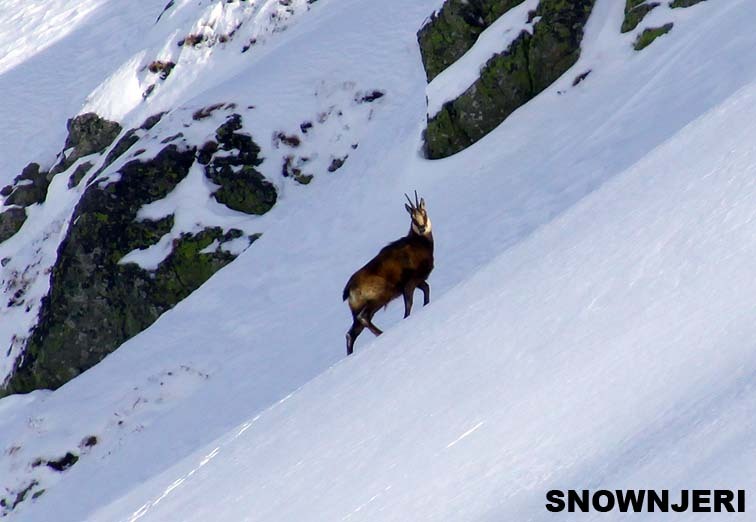 Breza Goat, Brezovica