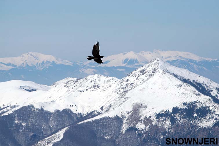 Breza bird, Brezovica