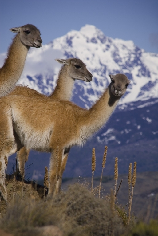 Guanacos en el Cerro, La Hoya