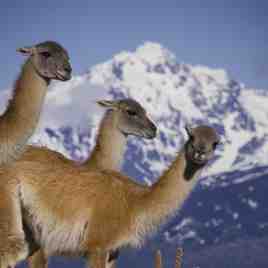 Guanacos en el Cerro, La Hoya