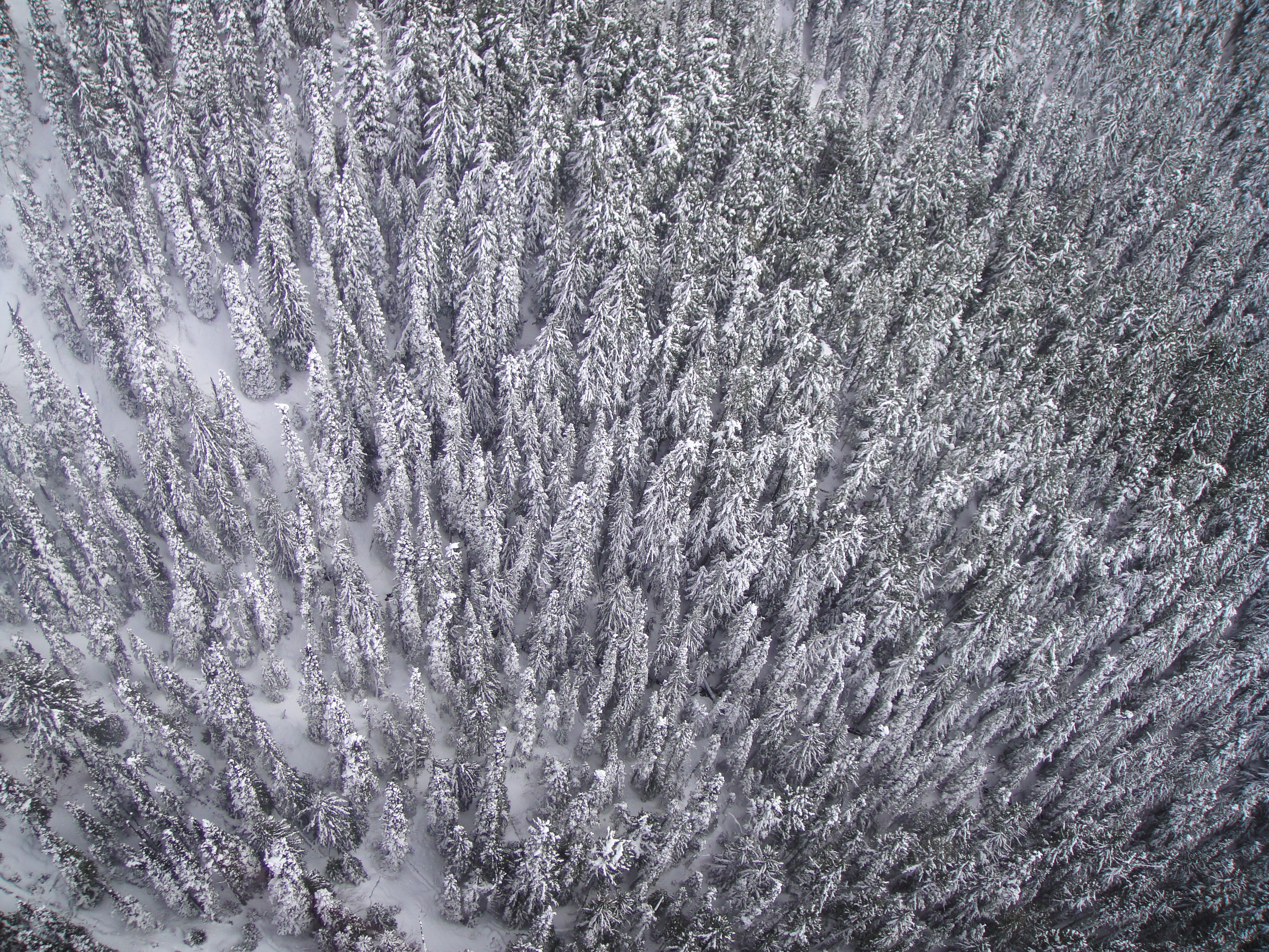 Lets all be upstanding please, Whistler Blackcomb