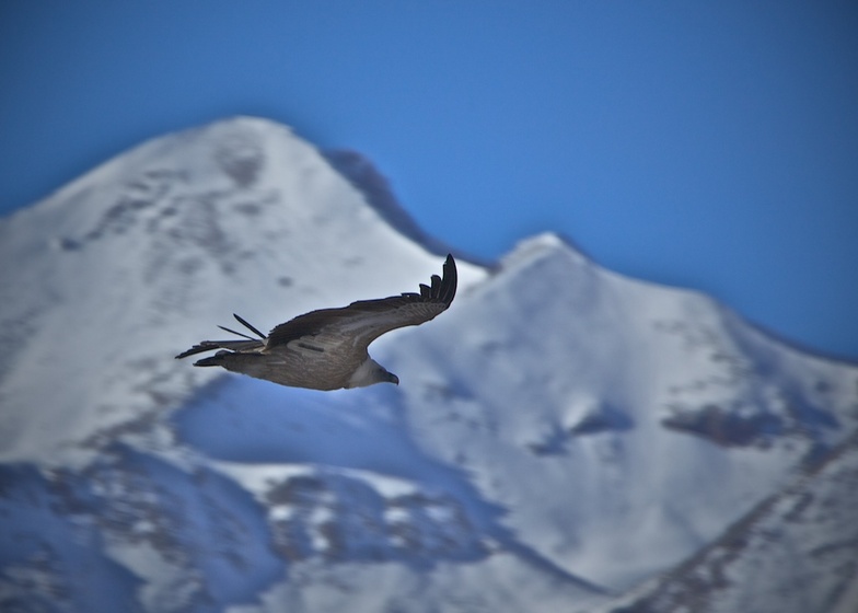 Eagle over the canyon Aragvi in Gudauri.