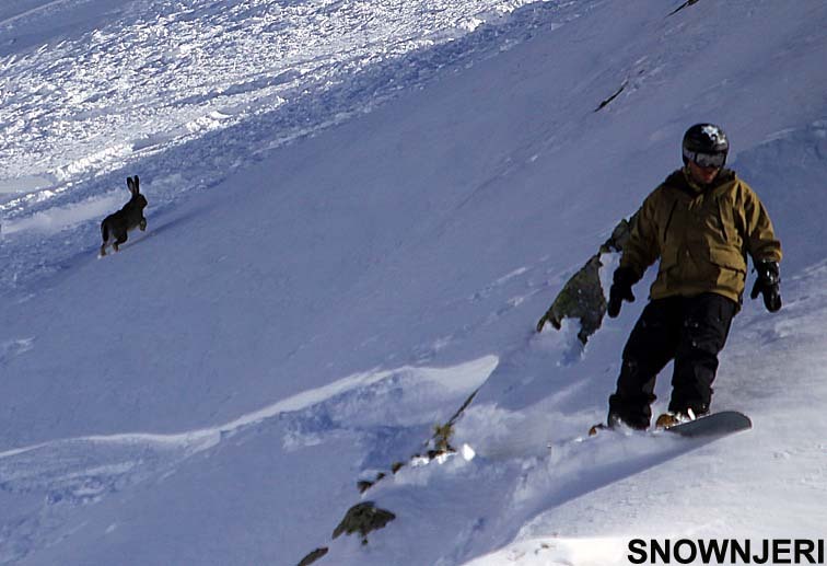 Scared Bunny and a Boarder, Brezovica