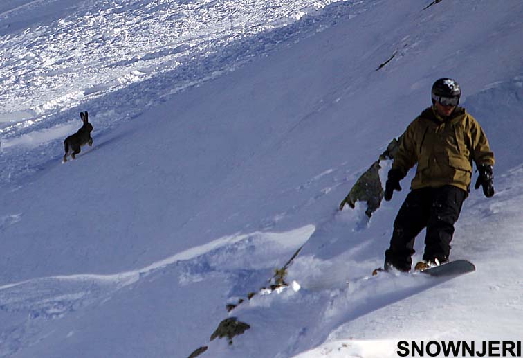 Scared Bunny and a Boarder, Brezovica