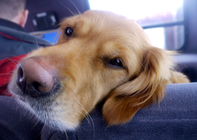 Huck - CMR Avalanche dog, Castle Mountain Resort