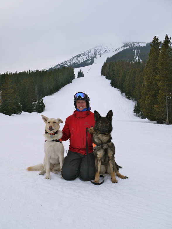 Avalanche Dogs, Castle Mountain Resort