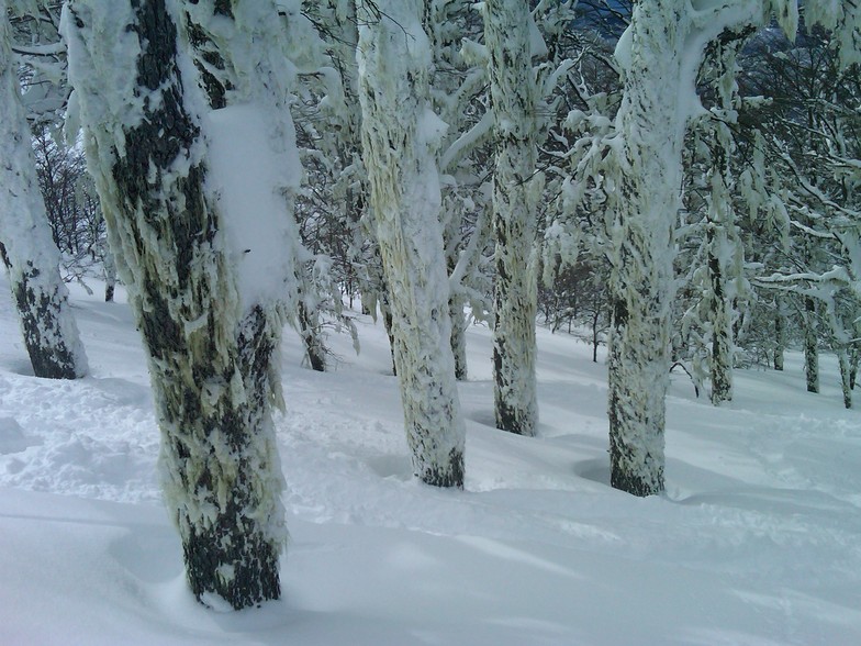 outstanding powder tree skiing, Cerro Catedral