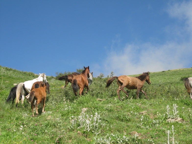 mount samamous