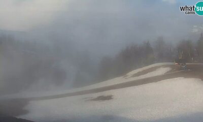 Vogel webcam