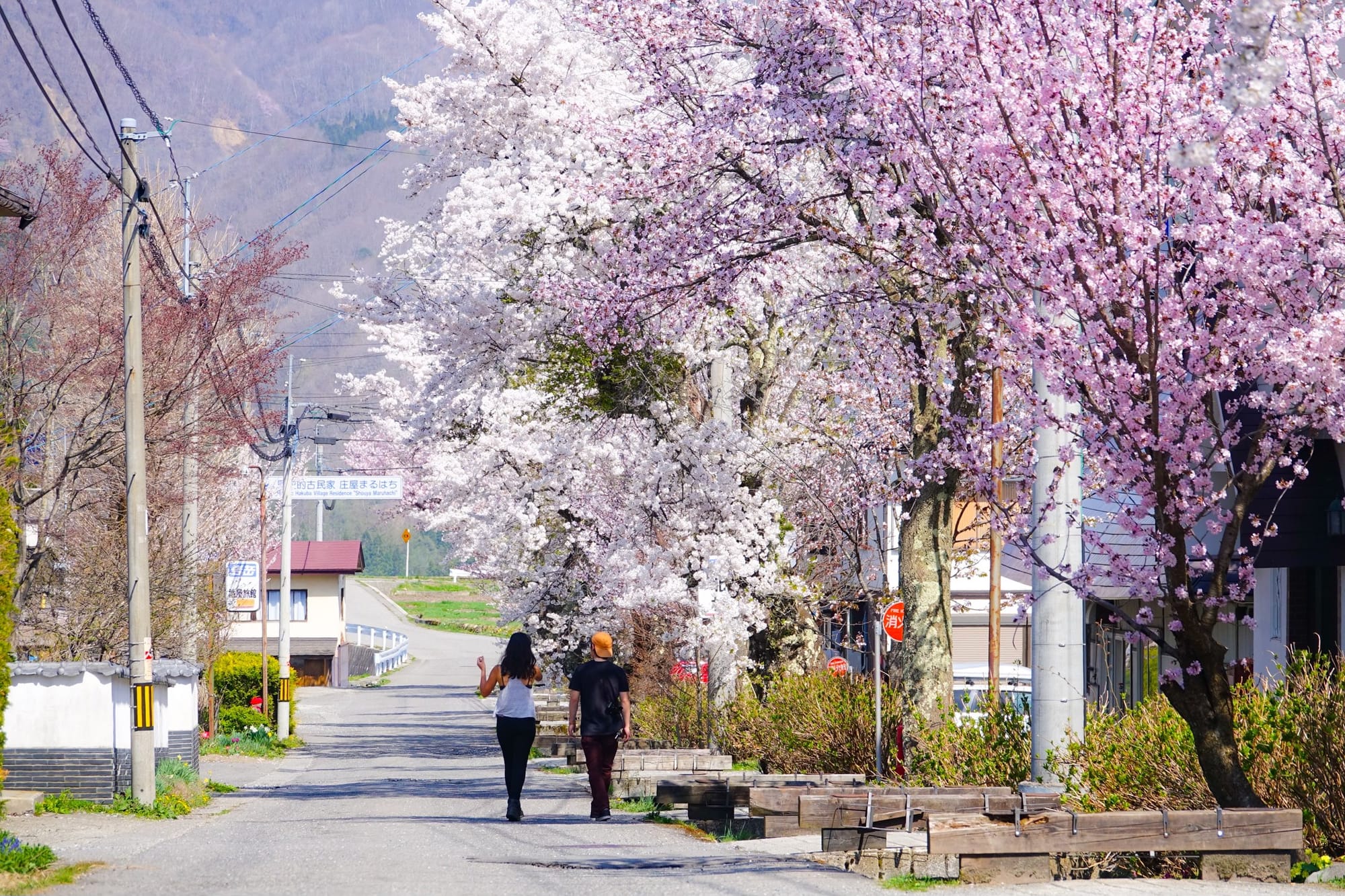 Japan Weekly Snow Roundup #309