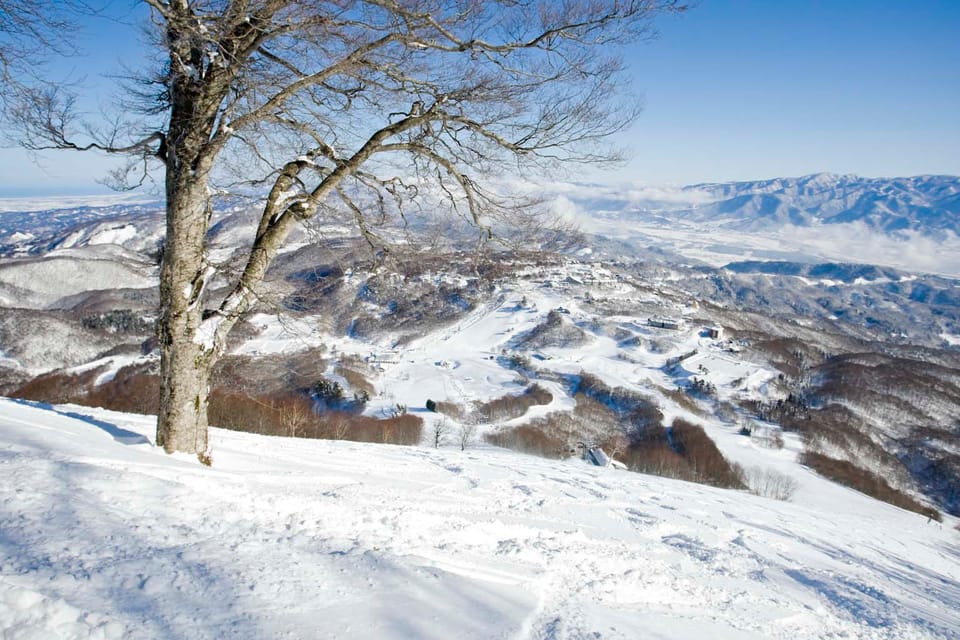 Japan Update & Focus on Nozawa, Shiga Kogen and Madarao