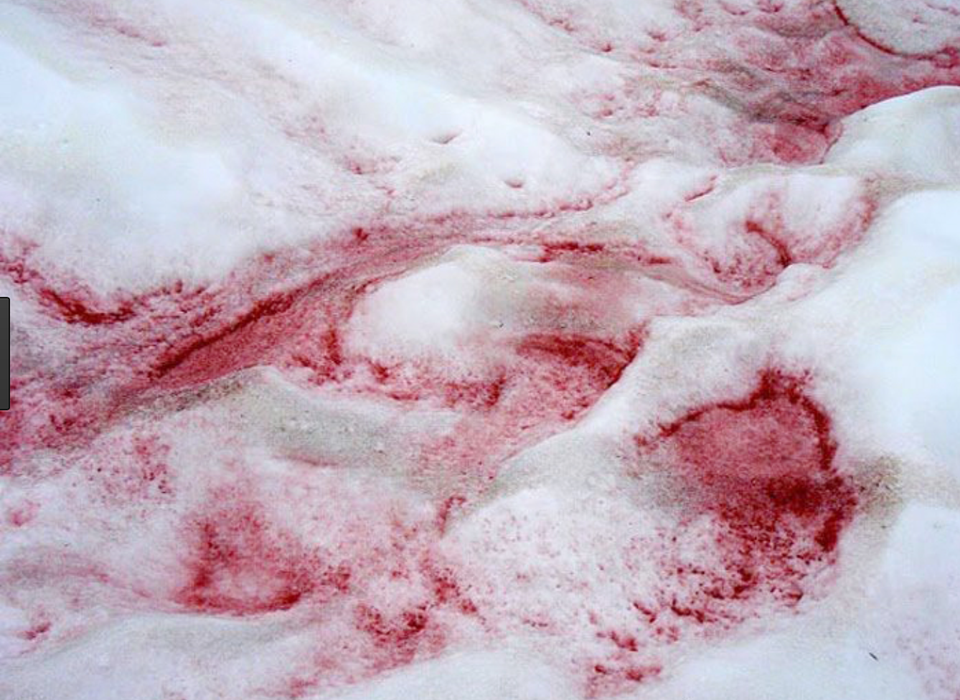 “Watermelon Pink Snow” on Yosemite's Mountains